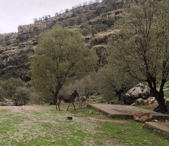 اقامتگاه گردشگری مال آقا در 32 کیلومتری شهرستان باغملک