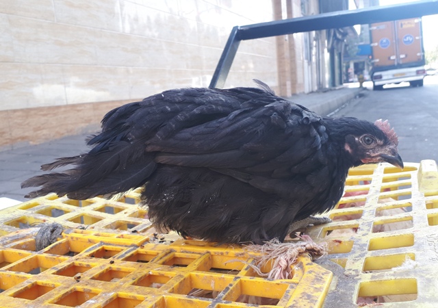 مرغ و خروس زنده جهت نذری تهران شهرری شهرک 13 آبان به مدیریت حسین مهرجو