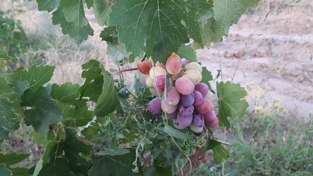 فروش باغ انگور ملایر 